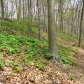 A Basic Mesic Hardwood Forest in Melvin Hazen Valley, Rock Creek Park